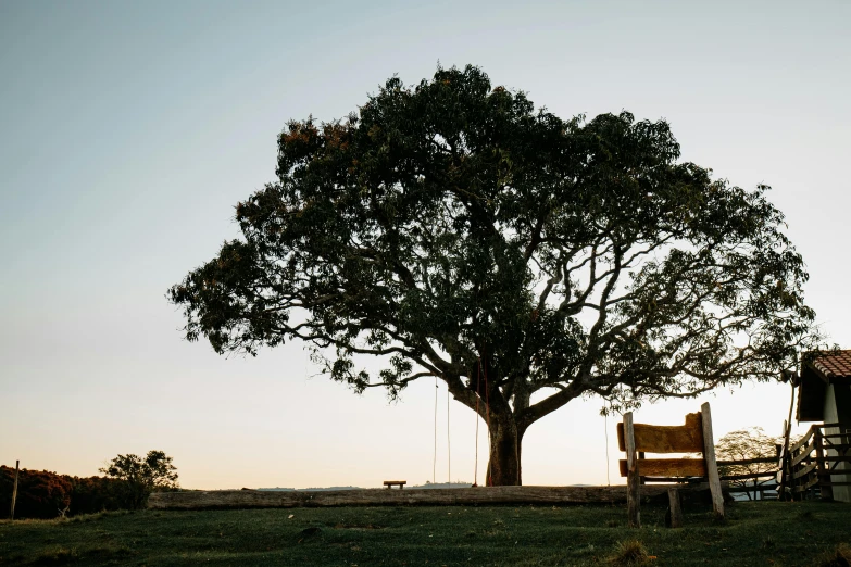 there is a tree that is in the yard