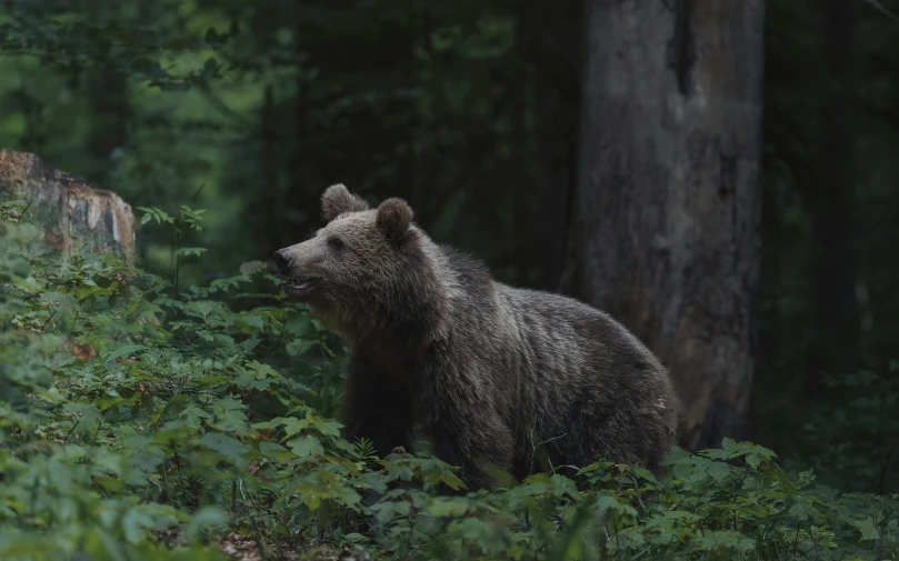 the bear is standing in a thicket of leaves and nches