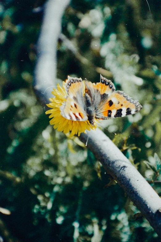 a yellow and black erfly resting on a flower