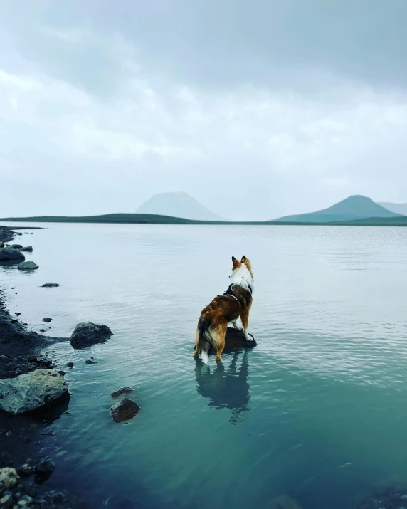 two dogs playing in the water at a lake