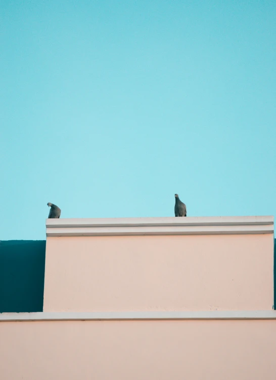 two birds perched on the roof of a building