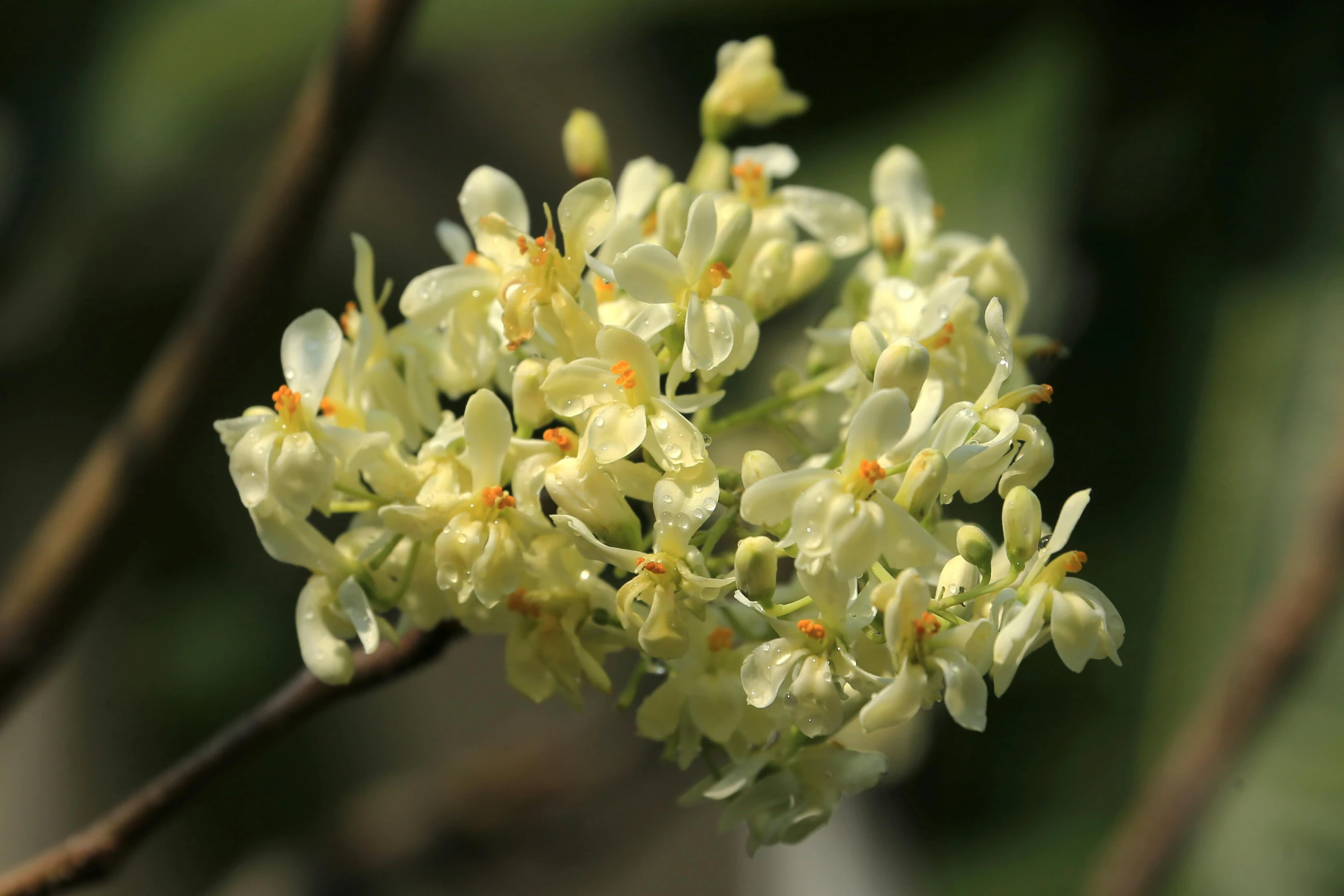 a bunch of small white flowers that are growing from a tree