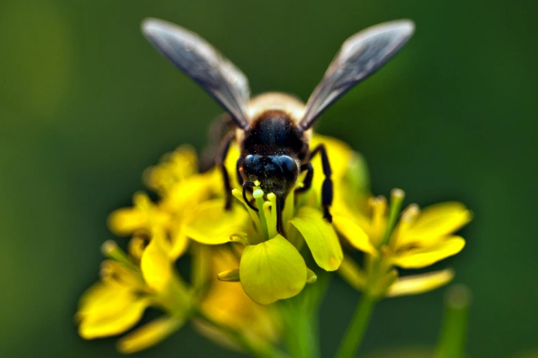 a bee that is sitting on some flowers