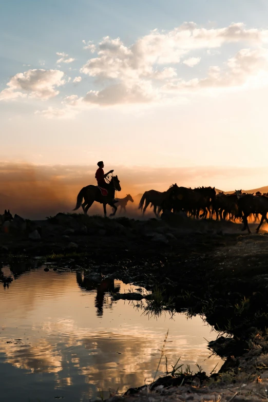 man riding on the back of horse and herding the animals