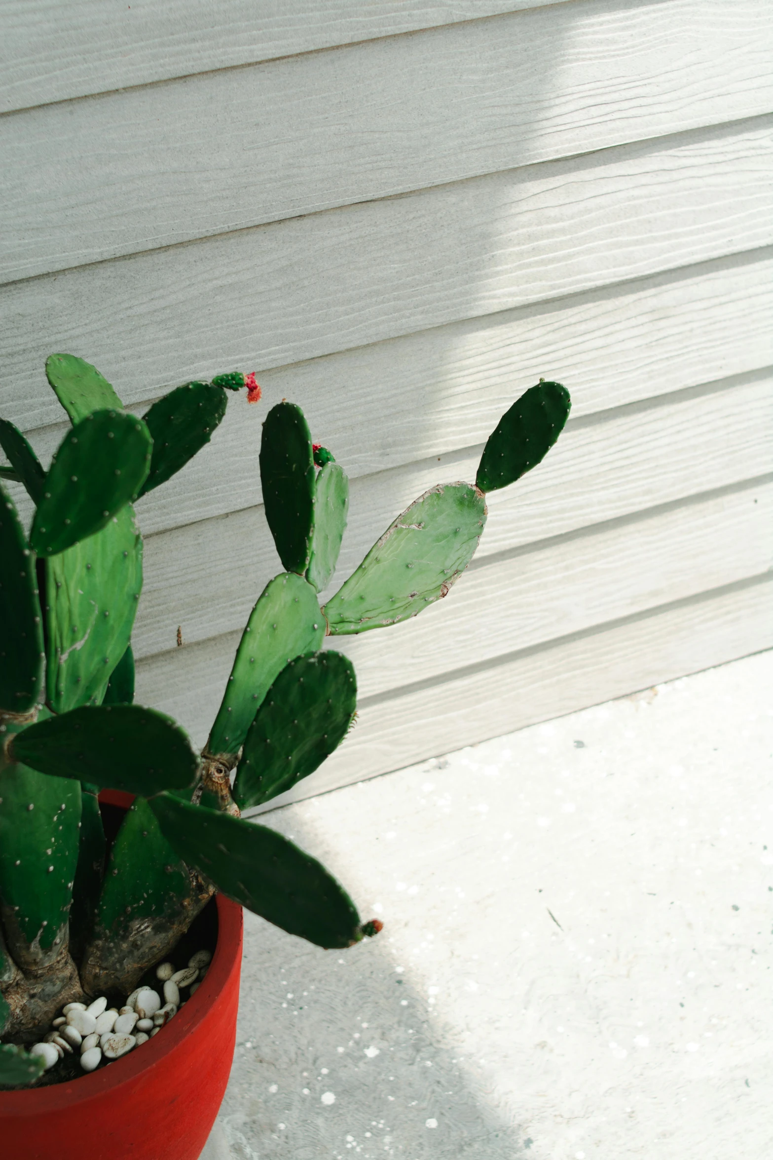 an exotic cactus sits in a red pot