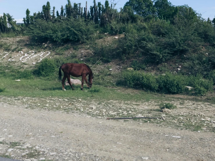 brown horse in green grass beside road in forested area