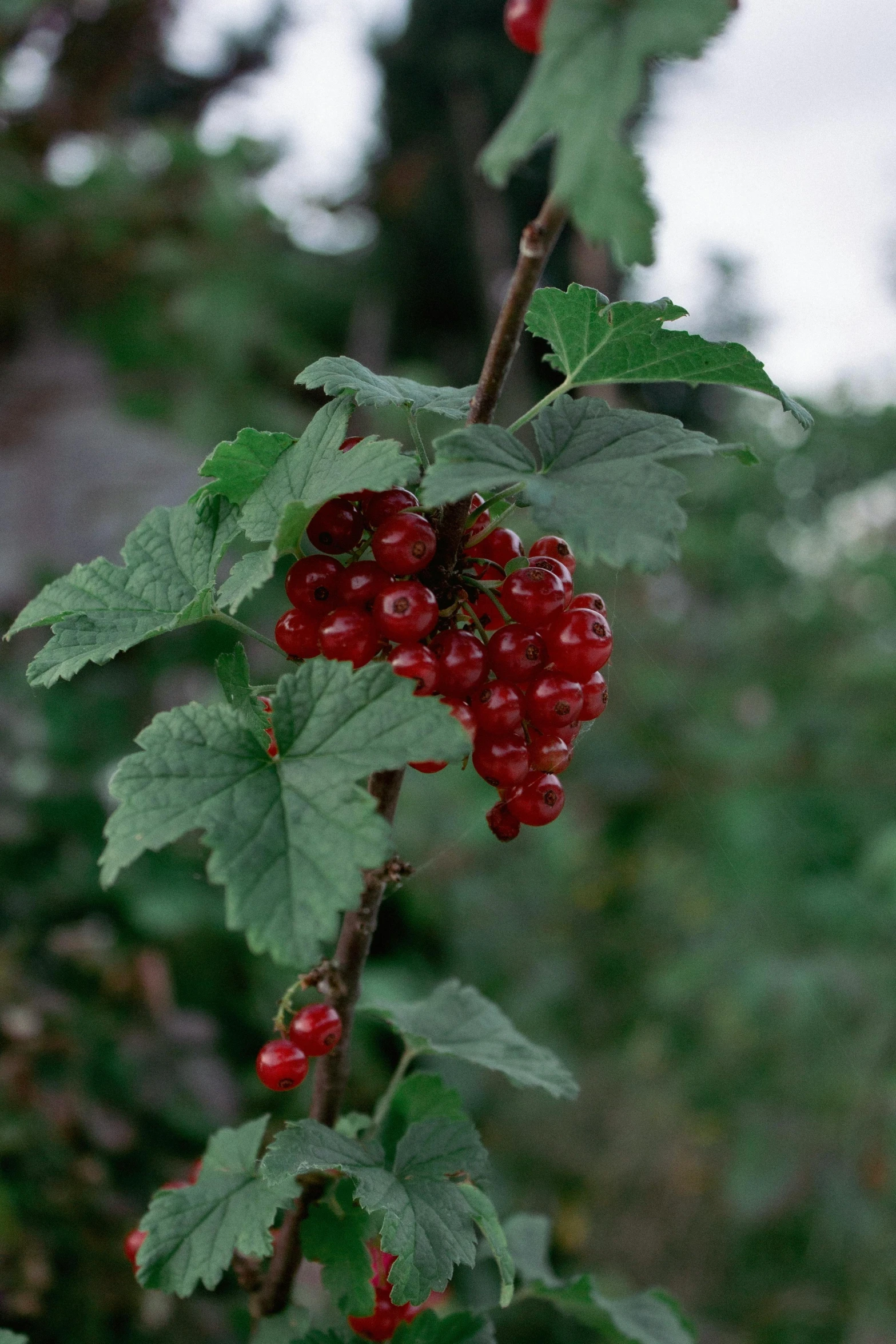 a nch with berries growing in it on a cloudy day