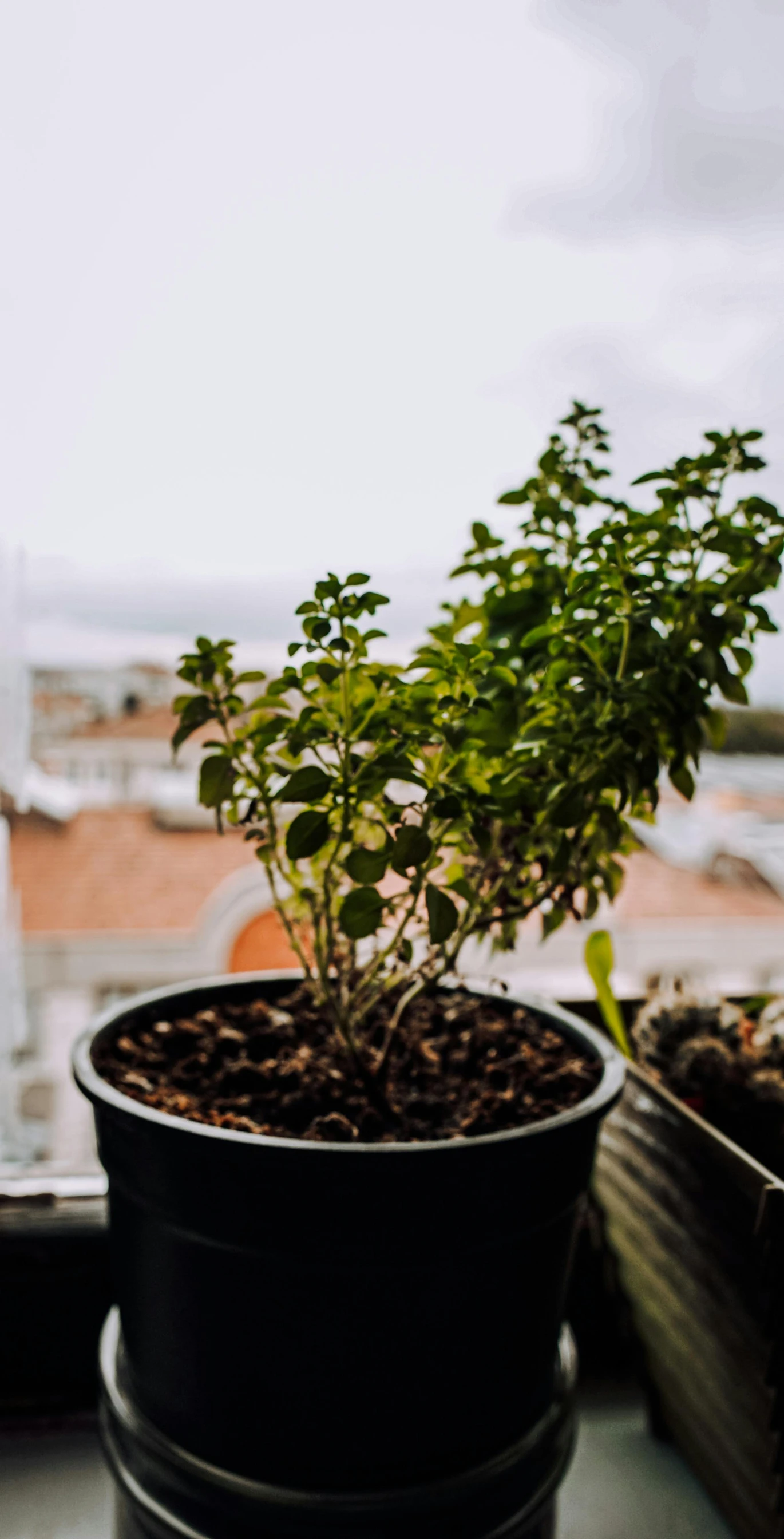 a little plant sitting on top of a table