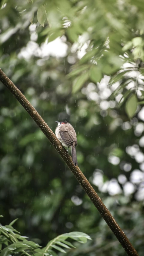 a small bird sitting on top of a tree nch