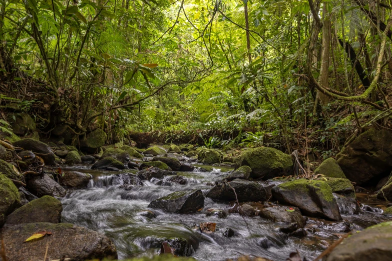 a stream flowing through a lush green forest