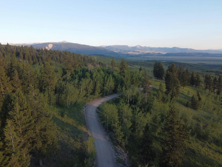 an empty trail running through a lush green forest