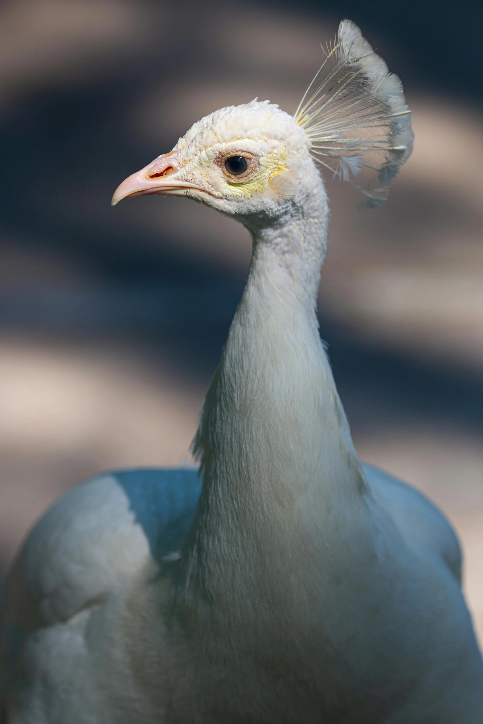 the bird is staring at the pographer outside