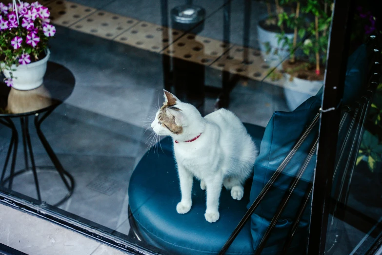 a cat is standing on a blue chair outside