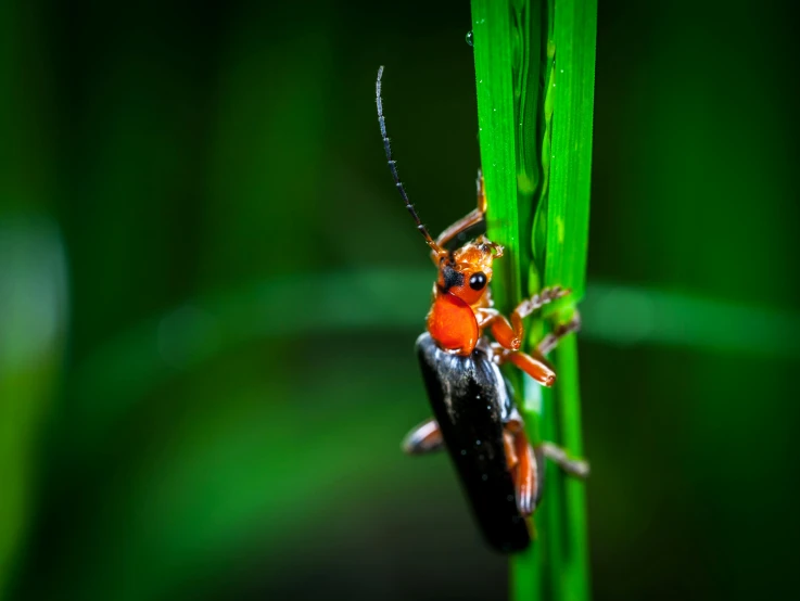 a close up of an orange insect on a green plant