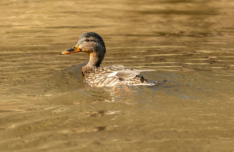 a duck swimming on top of a brown body of water