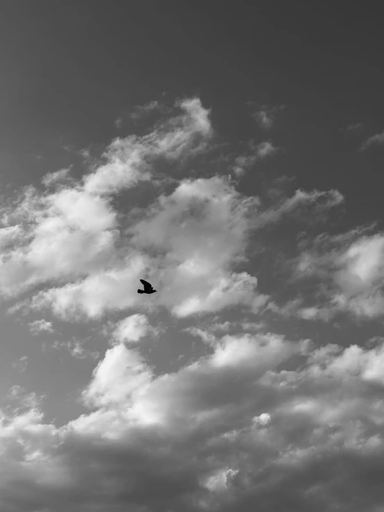black and white po of a bird flying through the clouds