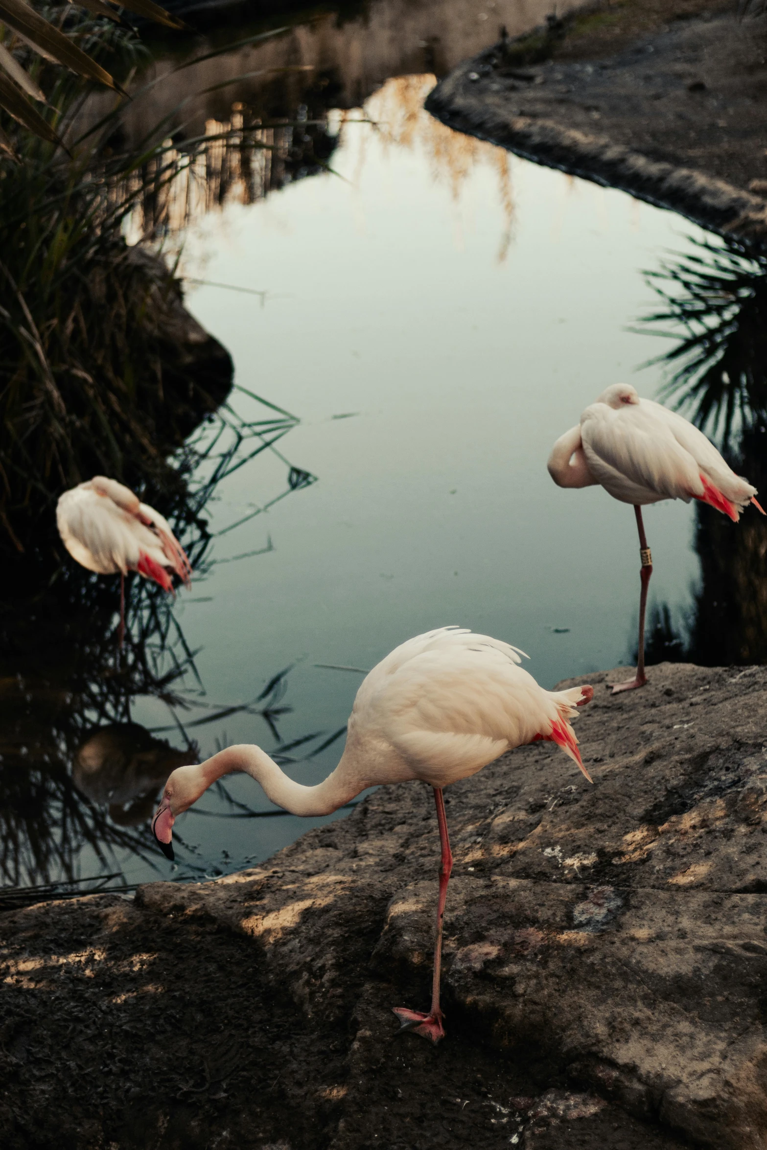 two flamingos standing next to each other on the ground