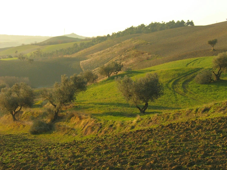 some trees sitting in the middle of a hill