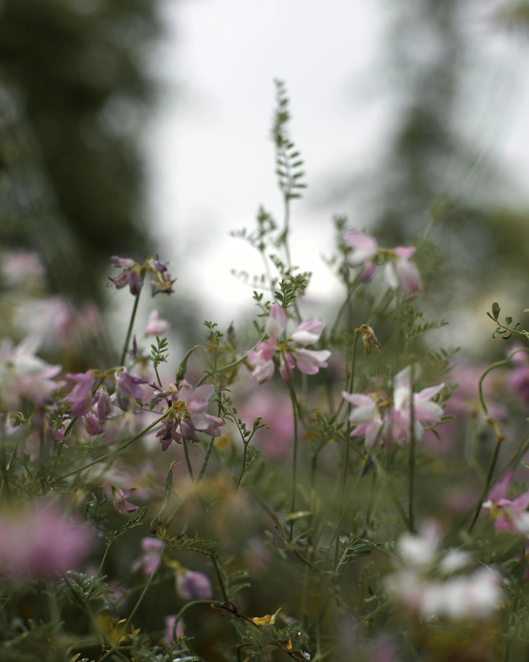 many purple flowers with green leaves growing in them