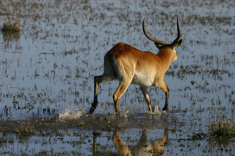 an antelope runs through shallow water with its antlers spread