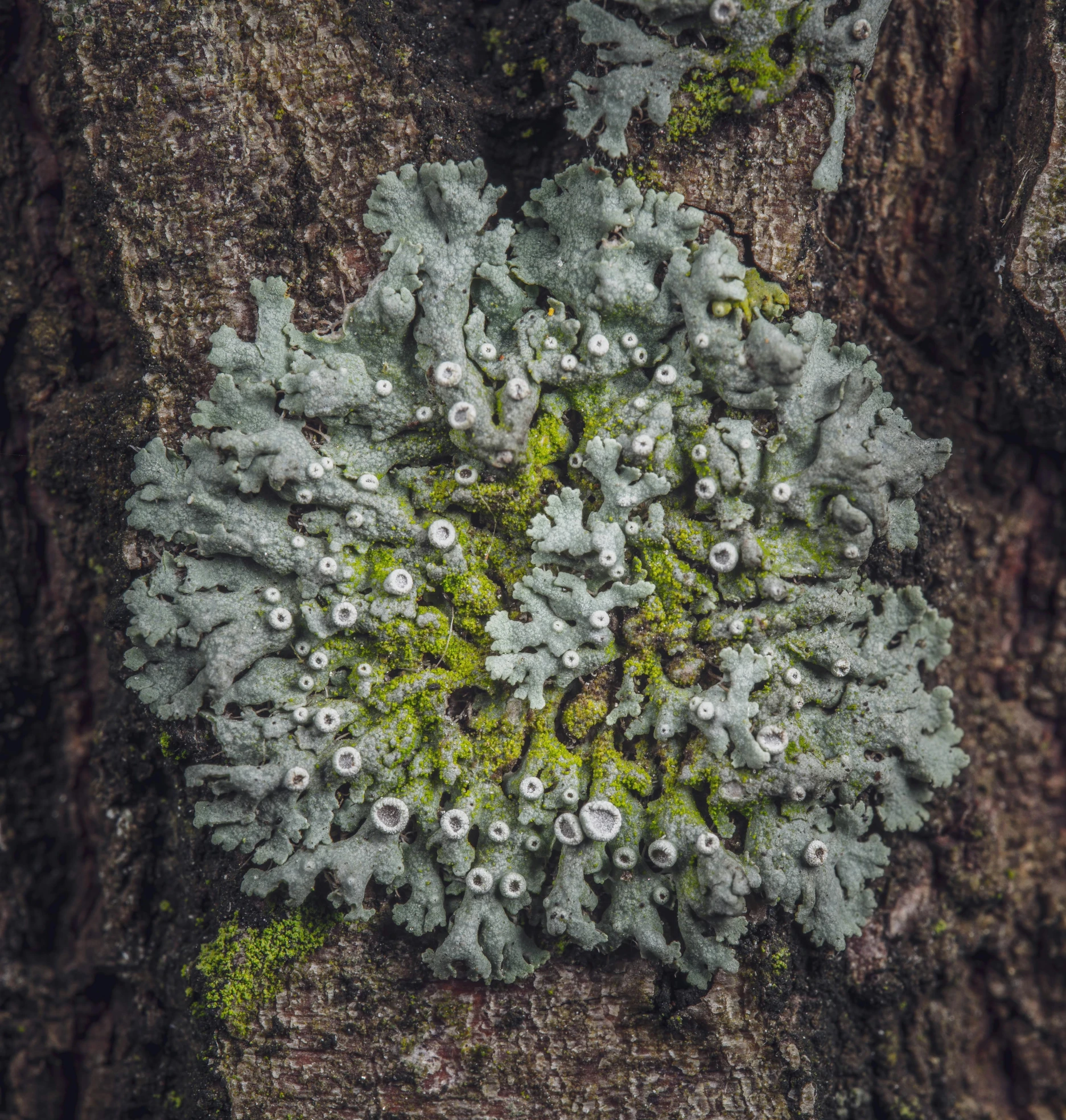 a close up of a green plant growing on a tree