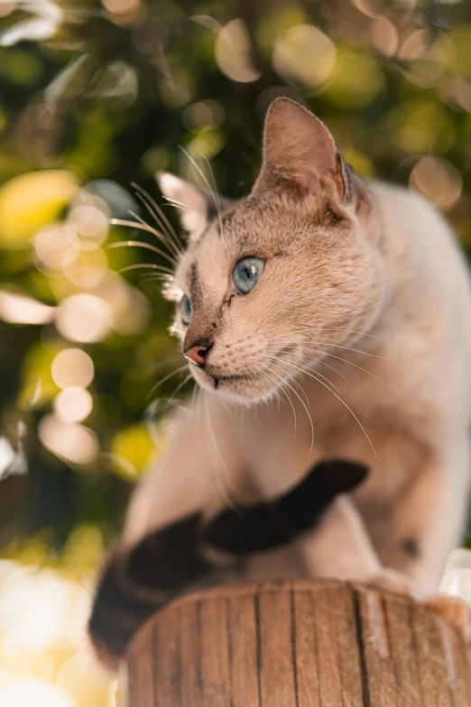 a white cat with blue eyes standing on a wood rail