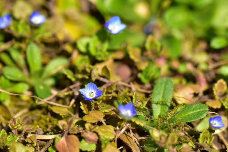 small blue flowers on green leaves and dirt