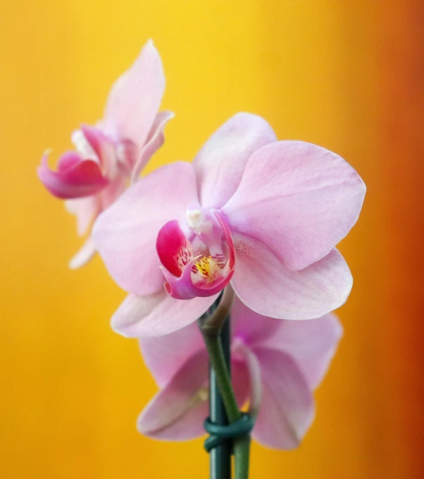 a pink flower is in a green vase