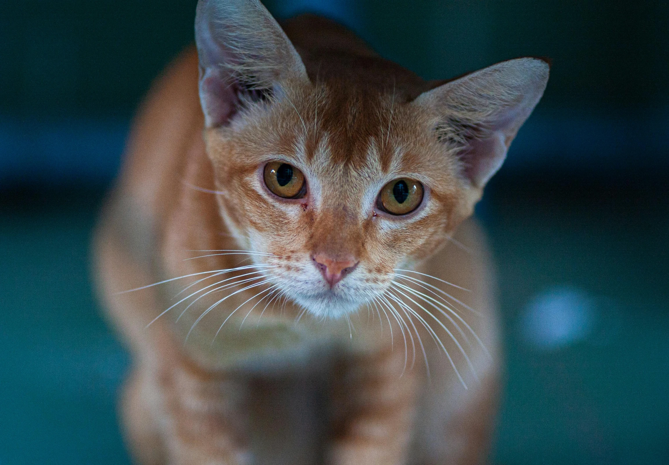 an orange cat with long whiskers looks at the camera