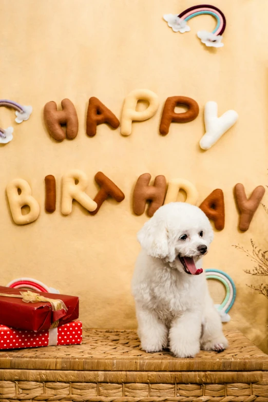a small dog sits next to a birthday banner