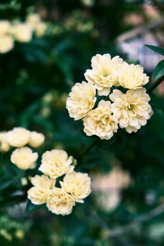 yellow flowers blooming out of a bush with green foliage in the background