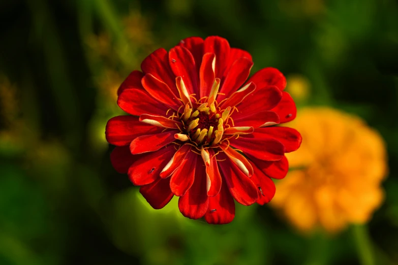 a bright red flower is standing out against a background of other flowers