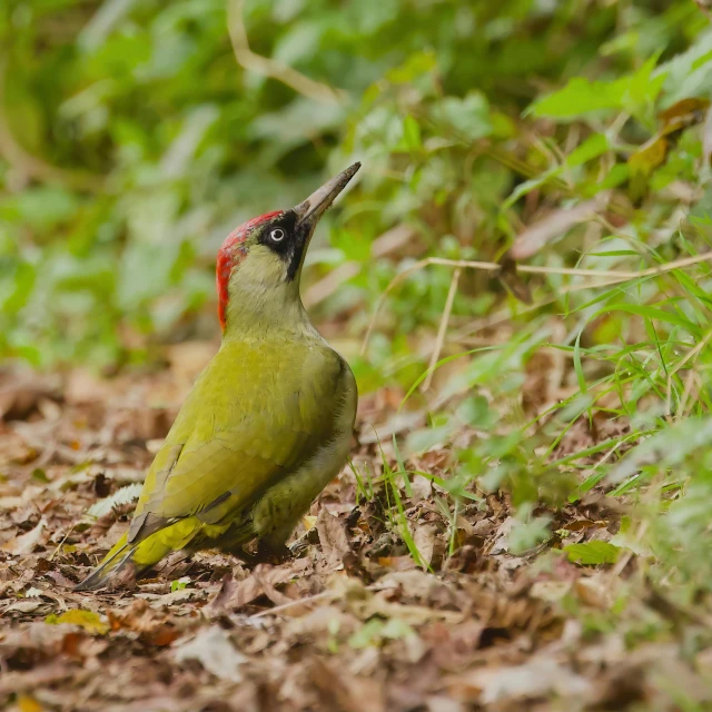 a small green bird sitting in the leaves