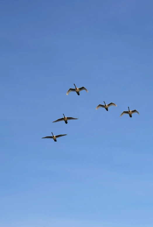 three seagulls fly in formation in a blue sky