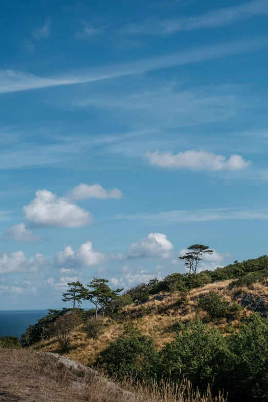 some trees are on a hill near water