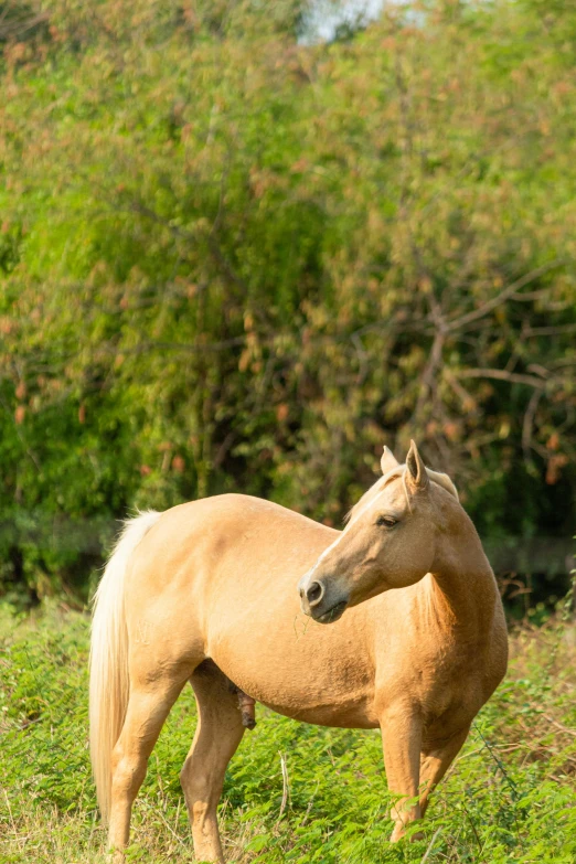 a single horse is standing in tall green grass