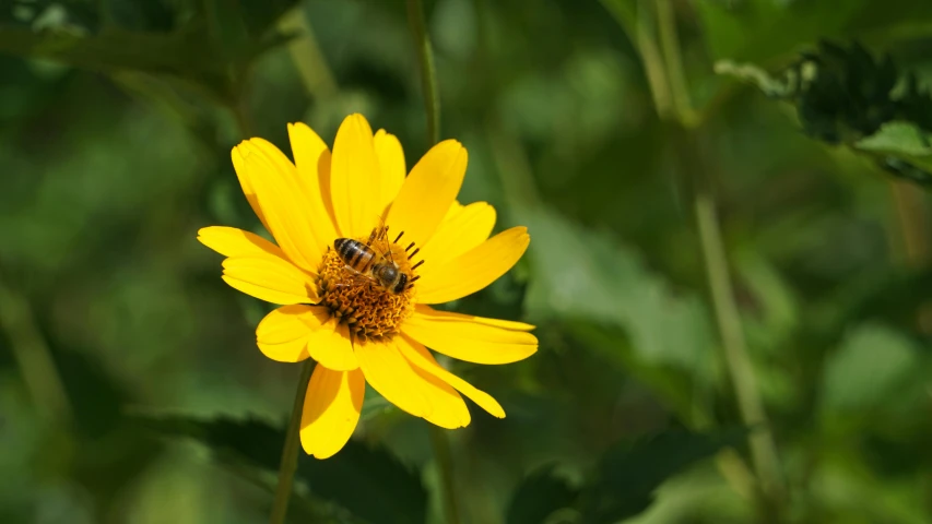 a bee sitting on the center of a flower