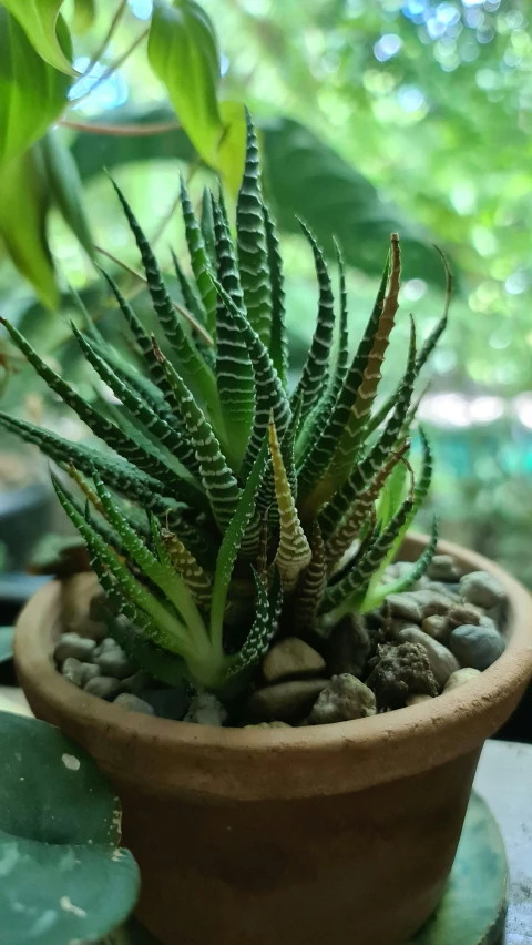 a green plant sitting in the middle of a pot filled with rocks