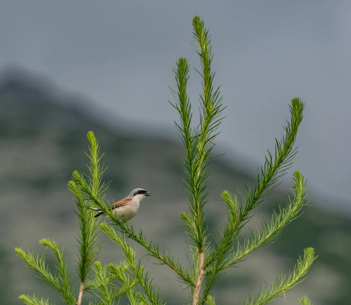 the bird is perched on top of the tree