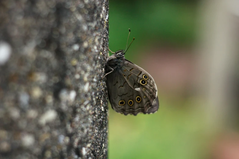 a small erfly on the end of a stone