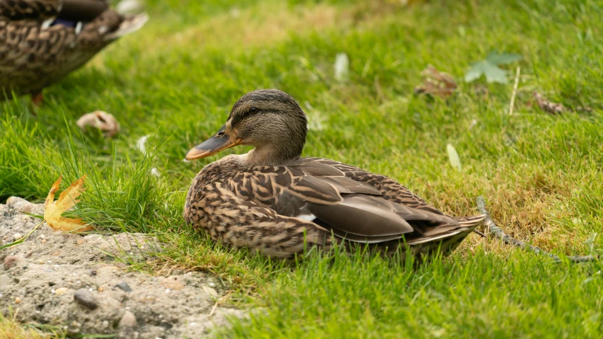a couple of ducks are sitting in the grass