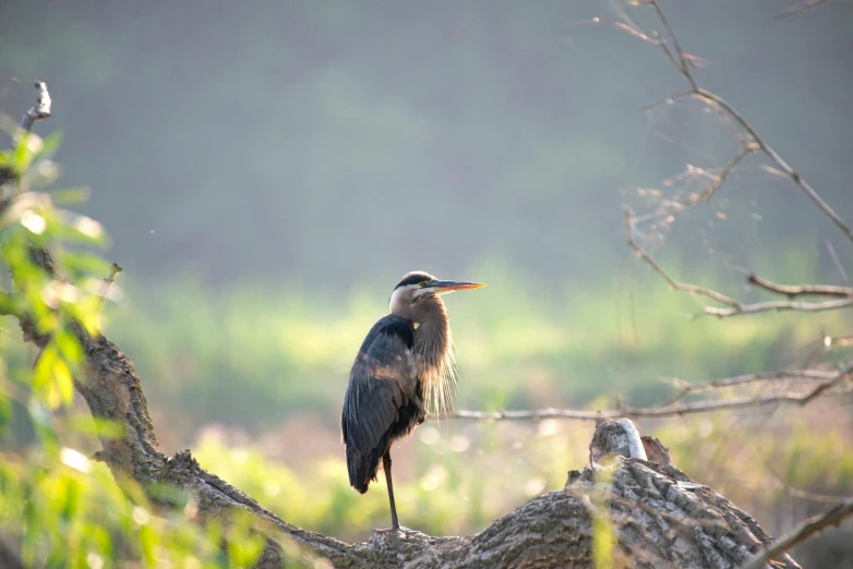 a bird sits on top of a tree nch