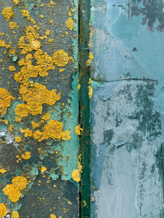 the colors of a paint peeling from an old wooden surface