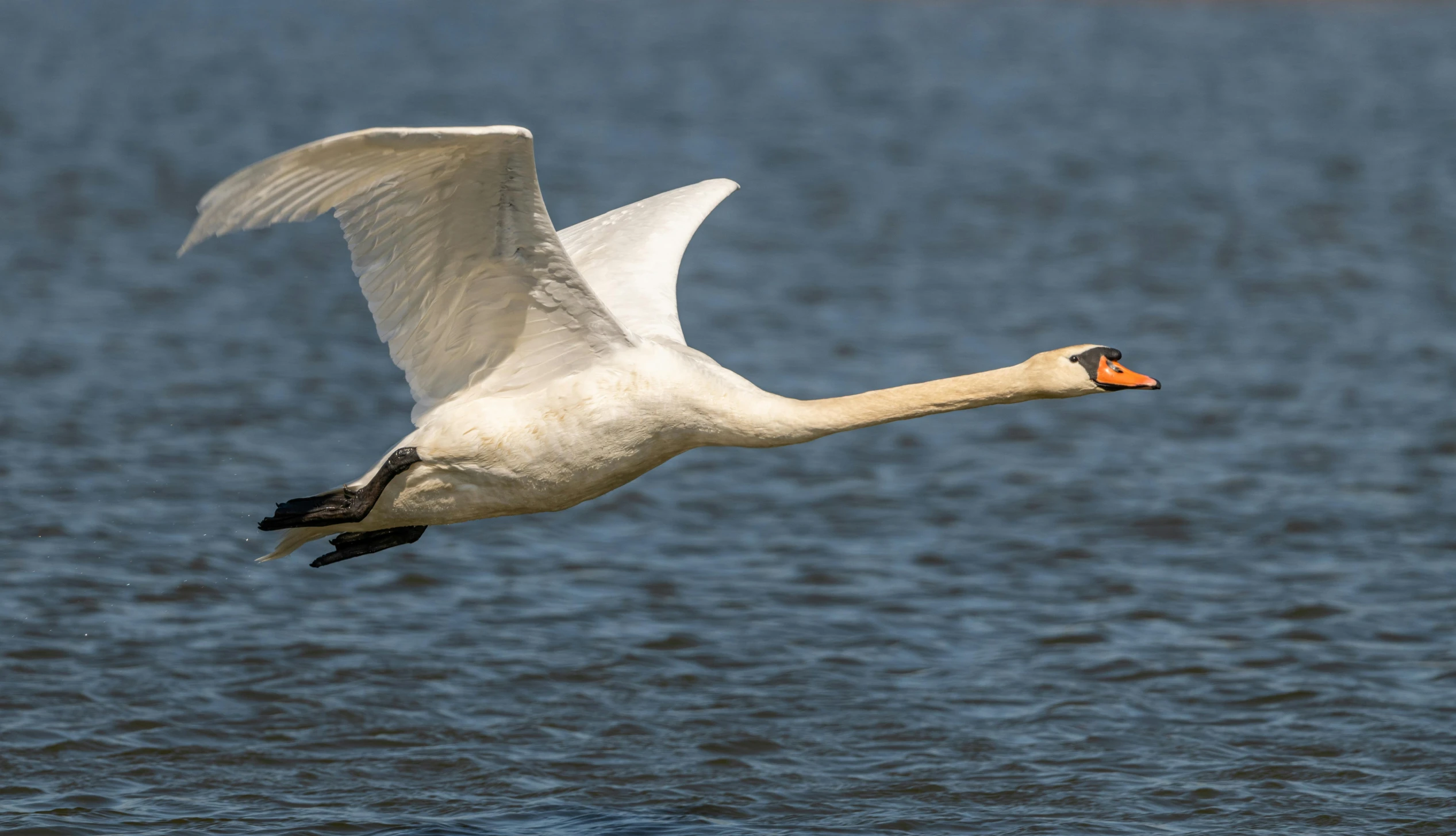 a white bird flying over the ocean in front of a blue sky