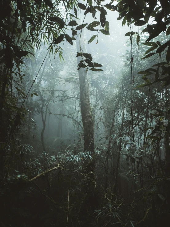 the forest is smogged in a thick fog