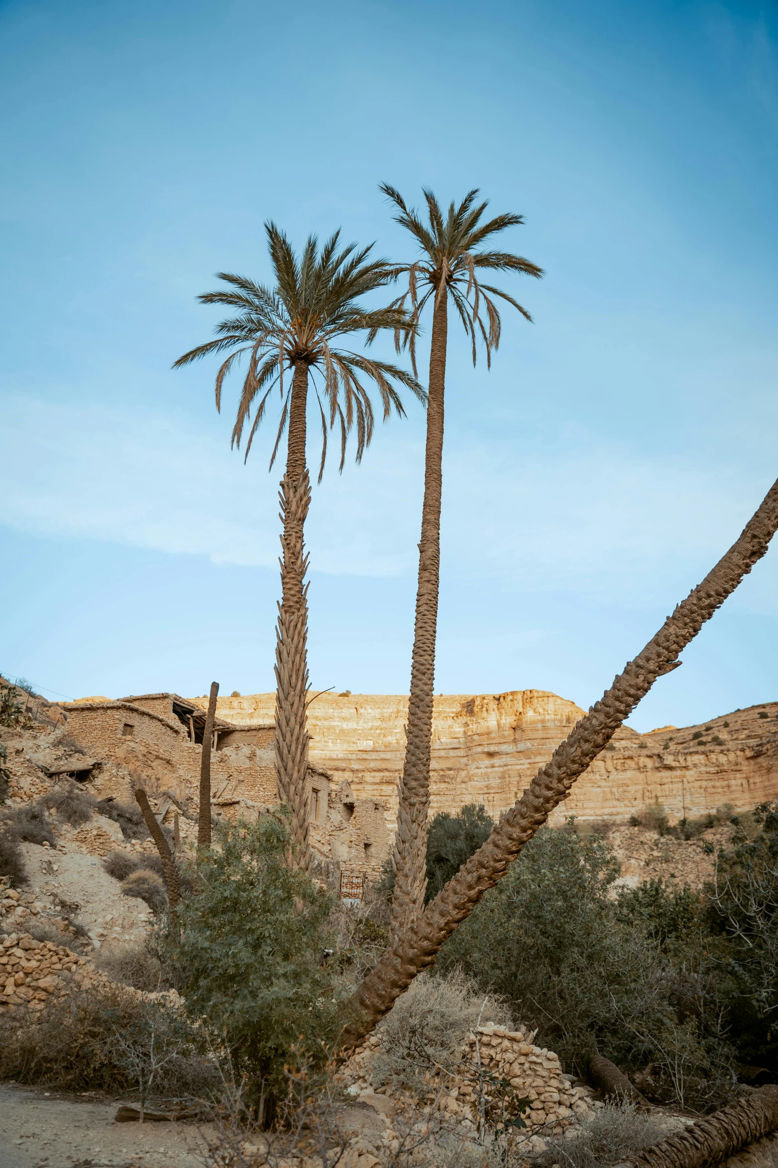 two large palm trees on dirt hill with mountains in the background