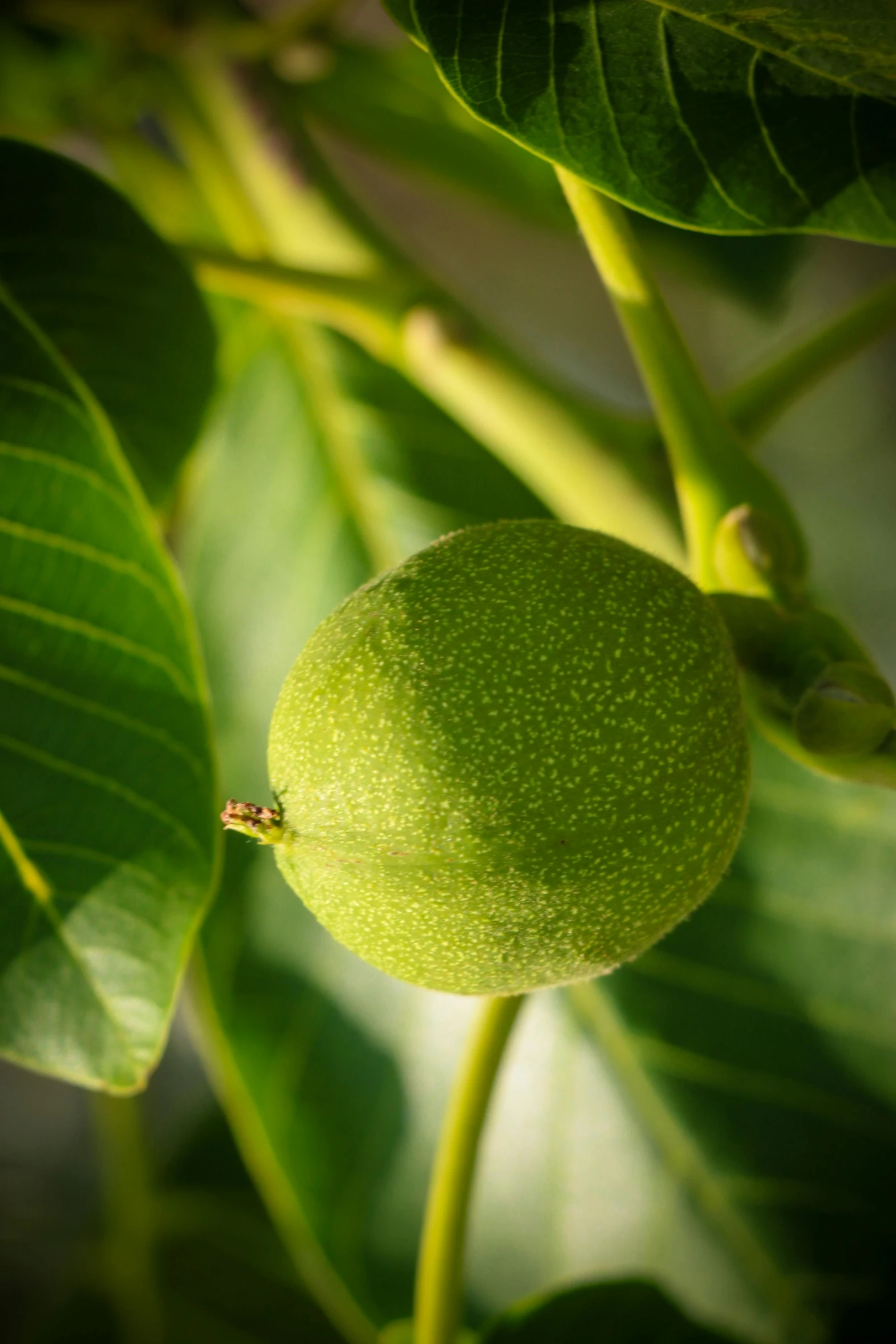 a green plant with a ripe lemon on it