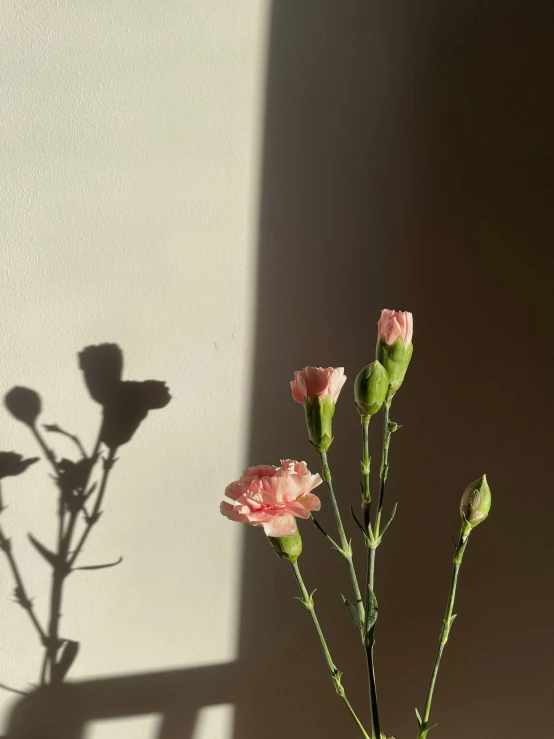 the shadow of a plant is cast on a wall