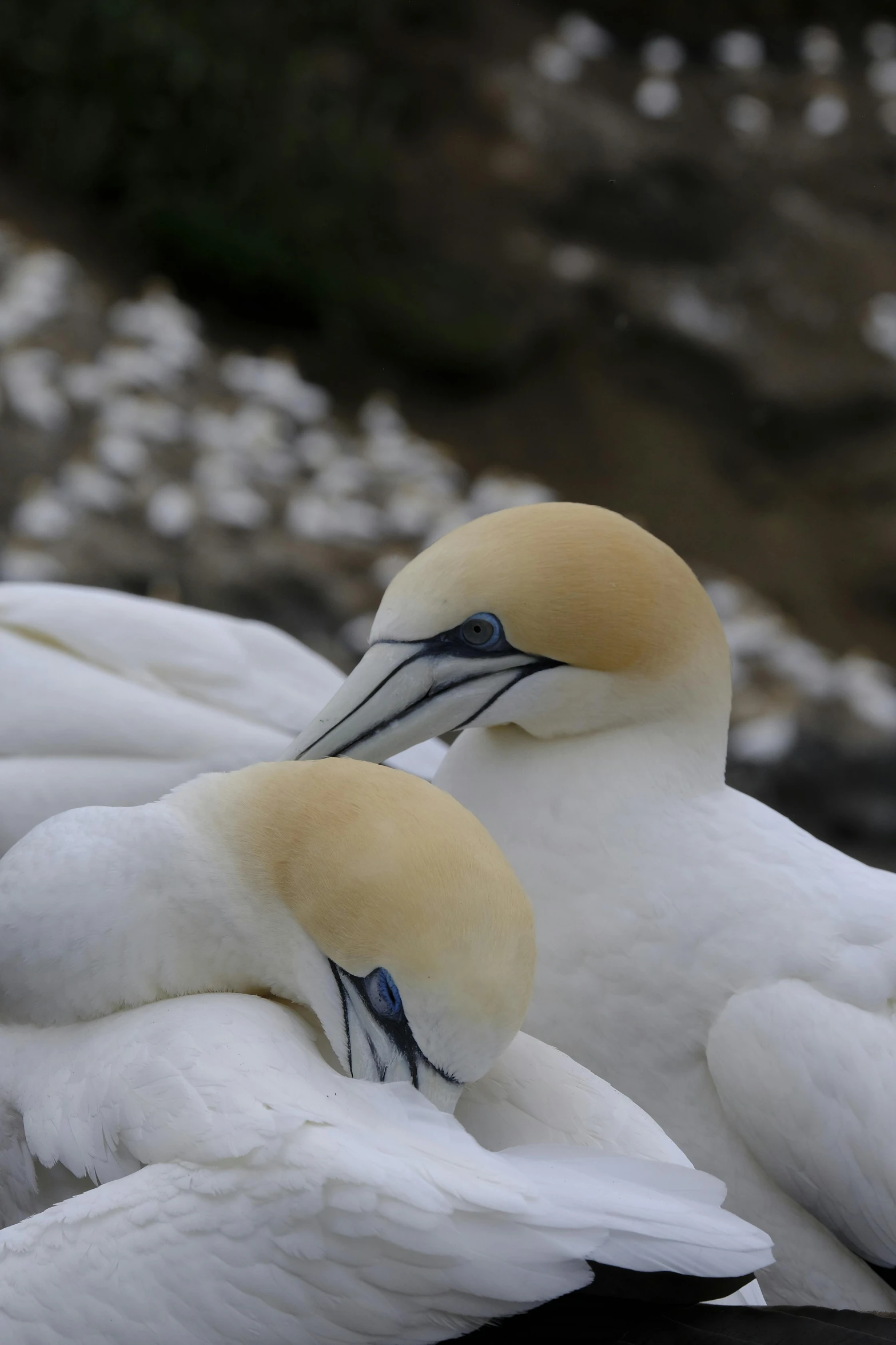 a flock of white and yellow birds sitting together