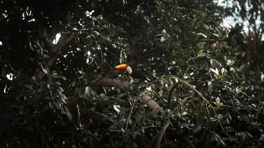 a bird sitting on the top of a tree nch